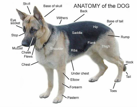 physical german characteristics shepherd strength weebly